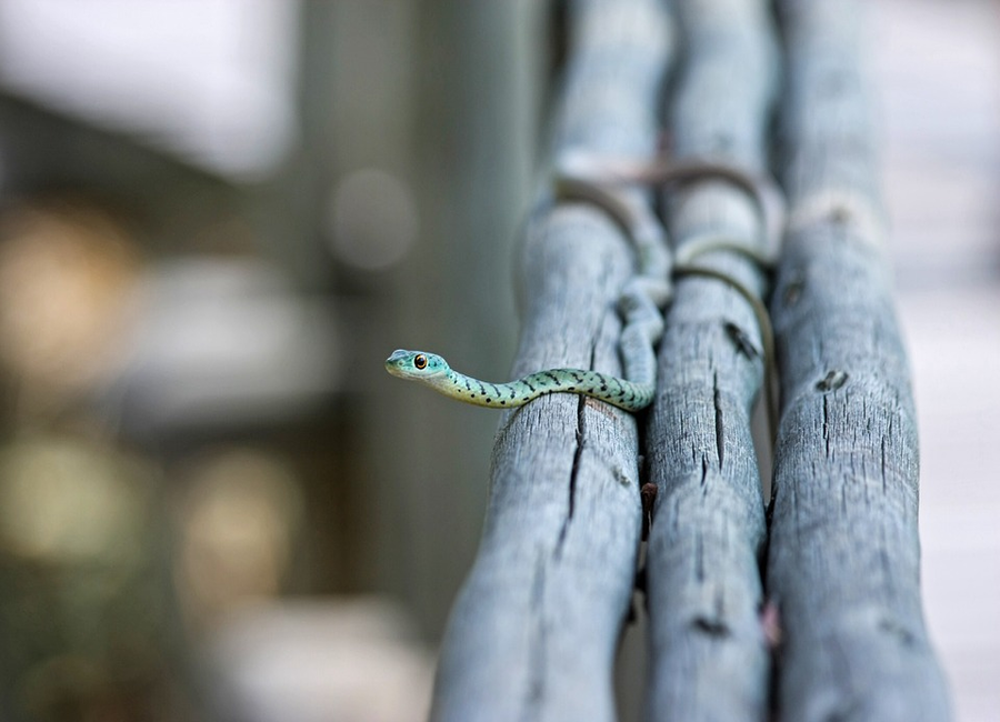 I serpenti un tempo erano dotati di zampe