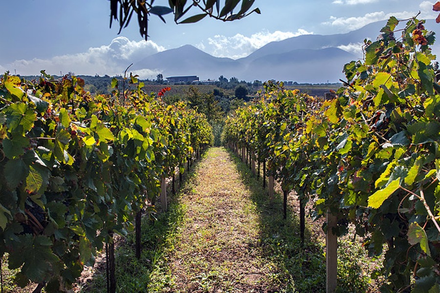 Falanghina del Sannio