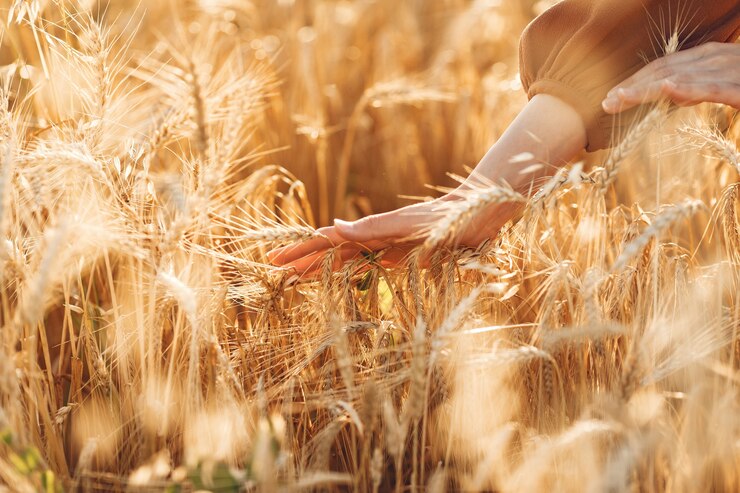 Contaminazioni nel cibo Bio: il cortocircuito del decreto Lollobrigida